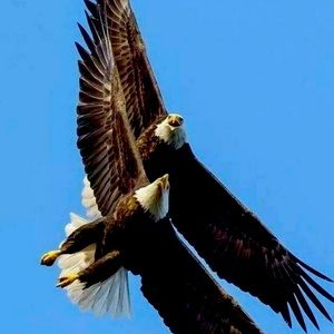 Meet your Posher, Ellen